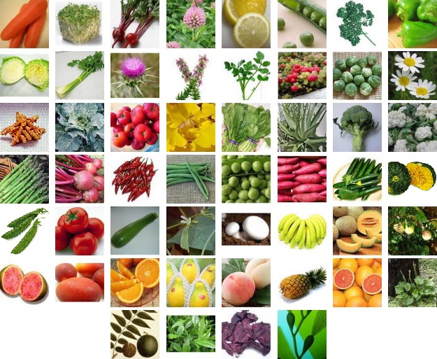 デイリーバイオベーシックス中身